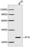 C-X-C Motif Chemokine Ligand 10 antibody, LS-C203240, Lifespan Biosciences, Western Blot image 