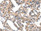 Cytochrome P450 2D6 antibody, CSB-PA051152, Cusabio, Immunohistochemistry frozen image 