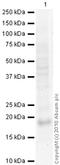 H3 Histone Family Member 3B antibody, ab62642, Abcam, Western Blot image 