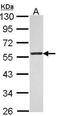 Thrombin receptor antibody, PA5-30590, Invitrogen Antibodies, Western Blot image 