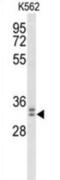 WD Repeat Domain 83 antibody, abx034430, Abbexa, Western Blot image 