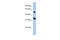 Tetraspanin 33 antibody, 27-076, ProSci, Enzyme Linked Immunosorbent Assay image 