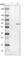 Endoplasmic Reticulum Lectin 1 antibody, HPA031502, Atlas Antibodies, Western Blot image 