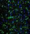 MAP2 antibody, abx025211, Abbexa, Immunohistochemistry paraffin image 