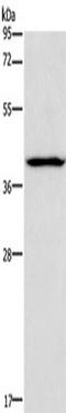 Killer Cell Immunoglobulin Like Receptor, Two Ig Domains And Long Cytoplasmic Tail 3 antibody, TA349251, Origene, Western Blot image 