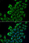 FABP5 antibody, 22-169, ProSci, Immunofluorescence image 