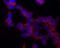 Tubulin Gamma 1 antibody, MA1-19421, Invitrogen Antibodies, Immunofluorescence image 