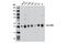 TEA Domain Transcription Factor 1 antibody, 13295S, Cell Signaling Technology, Western Blot image 
