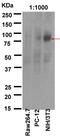 Inhibitor Of Nuclear Factor Kappa B Kinase Subunit Beta antibody, ab32135, Abcam, Western Blot image 