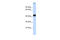 CREB/ATF BZIP Transcription Factor antibody, 25-309, ProSci, Enzyme Linked Immunosorbent Assay image 