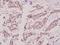 Zinc Finger Protein 875 antibody, A11100-1, Boster Biological Technology, Immunohistochemistry frozen image 