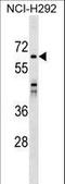Sorting Nexin 33 antibody, LS-C159058, Lifespan Biosciences, Western Blot image 
