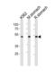 Bleomycin Hydrolase antibody, abx034944, Abbexa, Western Blot image 