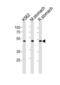 Bleomycin hydrolase antibody, abx034944, Abbexa, Western Blot image 