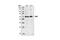AKT Serine/Threonine Kinase 3 antibody, 4059S, Cell Signaling Technology, Western Blot image 
