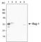 BCL2 Associated Athanogene 1 antibody, ADI-AAM-400-E, Enzo Life Sciences, Western Blot image 