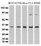 CUB Domain Containing Protein 1 antibody, LS-B14838, Lifespan Biosciences, Western Blot image 