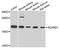 SCAN Domain Containing 1 antibody, A14131-2, Boster Biological Technology, Western Blot image 