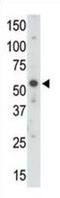 Ubiquitin Like Modifier Activating Enzyme 3 antibody, abx025815, Abbexa, Western Blot image 