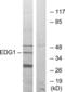 Sphingosine-1-Phosphate Receptor 1 antibody, LS-C120573, Lifespan Biosciences, Western Blot image 