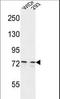 Centrosomal protein of 63 kDa antibody, LS-C168680, Lifespan Biosciences, Western Blot image 