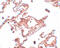 Coiled-Coil Domain Containing 69 antibody, 5691, ProSci, Immunohistochemistry paraffin image 