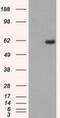 Serine/Threonine Kinase 39 antibody, NBP1-48021, Novus Biologicals, Western Blot image 