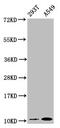 Apolipoprotein A2 antibody, CSB-RA001915A0HU, Cusabio, Western Blot image 