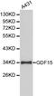 Growth Differentiation Factor 15 antibody, LS-C192372, Lifespan Biosciences, Western Blot image 