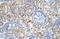 Armadillo Repeat Containing X-Linked 6 antibody, NBP1-91581, Novus Biologicals, Immunohistochemistry frozen image 