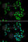 Transcription factor SOX-5 antibody, A6985, ABclonal Technology, Immunofluorescence image 