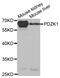 PDZ Domain Containing 1 antibody, MBS2523628, MyBioSource, Western Blot image 