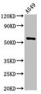 SS-A antibody, LS-C669641, Lifespan Biosciences, Western Blot image 