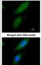 Pyruvate Dehydrogenase E1 Alpha 1 Subunit antibody, PA5-21536, Invitrogen Antibodies, Immunofluorescence image 