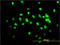 TAR DNA Binding Protein antibody, LS-B4521, Lifespan Biosciences, Immunofluorescence image 