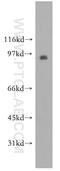 Synaptotagmin 11 antibody, 12031-1-AP, Proteintech Group, Western Blot image 