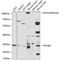 TPS1 antibody, GTX32931, GeneTex, Western Blot image 