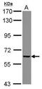 Gamma-Glutamyltransferase 5 antibody, PA5-30042, Invitrogen Antibodies, Western Blot image 