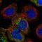 PPO antibody, HPA030123, Atlas Antibodies, Immunocytochemistry image 