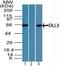 Delta Like Canonical Notch Ligand 3 antibody, TA337030, Origene, Western Blot image 