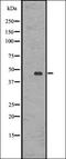 Putative olfactory receptor 52L2 antibody, orb336471, Biorbyt, Western Blot image 