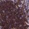 Thymocyte Selection Associated antibody, PA5-56740, Invitrogen Antibodies, Immunohistochemistry paraffin image 
