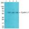 Cyclin L1 antibody, A04105, Boster Biological Technology, Western Blot image 