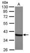 MOSC domain-containing protein 2, mitochondrial antibody, PA5-31602, Invitrogen Antibodies, Western Blot image 
