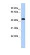 Creatine Kinase, M-Type antibody, NBP1-52864, Novus Biologicals, Western Blot image 