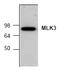 Mitogen-Activated Protein Kinase Kinase Kinase 11 antibody, AP00169PU-N, Origene, Western Blot image 