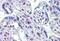 Serine/Threonine Kinase 17a antibody, MBS246381, MyBioSource, Immunohistochemistry paraffin image 