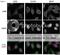 Nucleoporin 98 antibody, 70-347, BioAcademia Inc, Immunofluorescence image 