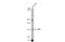 Tyrosine Kinase 2 antibody, GTX103938, GeneTex, Western Blot image 