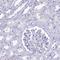 Gapds antibody, HPA042666, Atlas Antibodies, Immunohistochemistry frozen image 